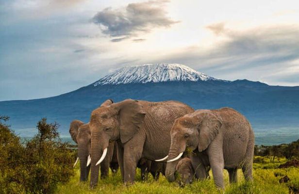 Private Day Tour Amboseli National Park View Mt. Kilimanjaro 4WD