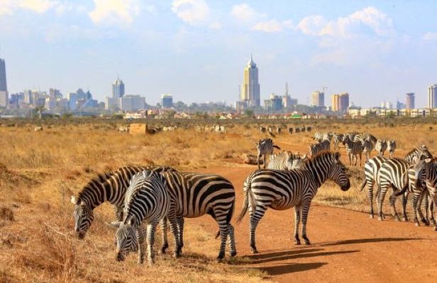 Half Day Guided Tour in Nairobi National Park with a 4WD
