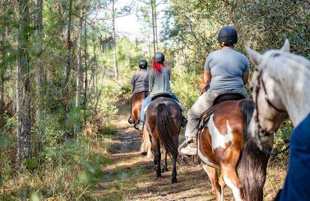 Long Goethe Forest Horseback Trail Ride