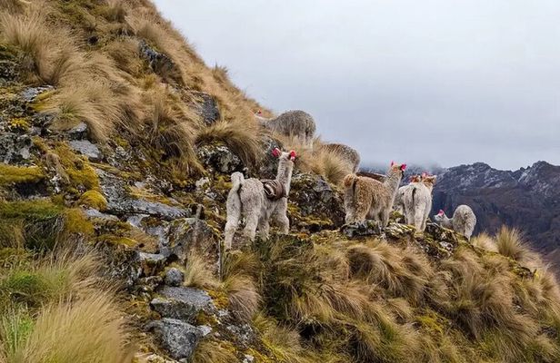 Lares Trek and Inca Trail to Machu Picchu – 5 Days / 4 Nights