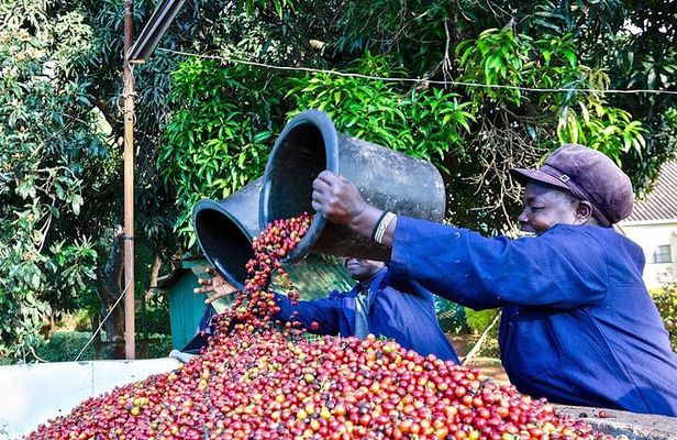 Private Half Day Tour in Fairview Coffee Farm from Nairobi