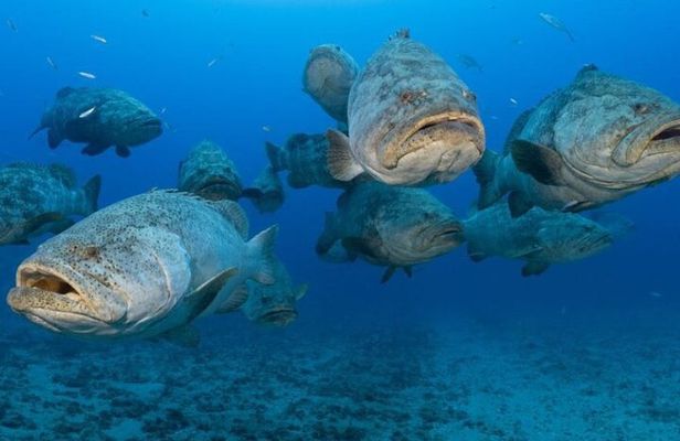 Scuba Diving Charters in Jupiter Florida