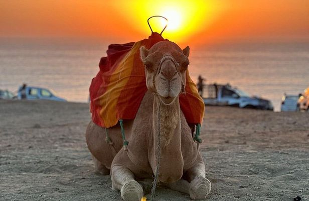 Camel Ride Experience With Walking Tour In Tangier