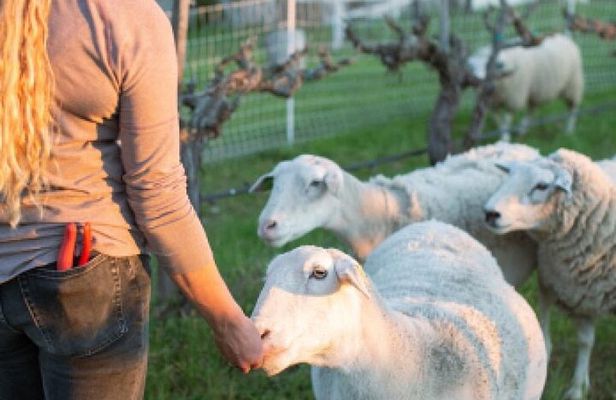 Sunset Eco Farm Experience Sheep Olive Oil Wine Cheese Tasting
