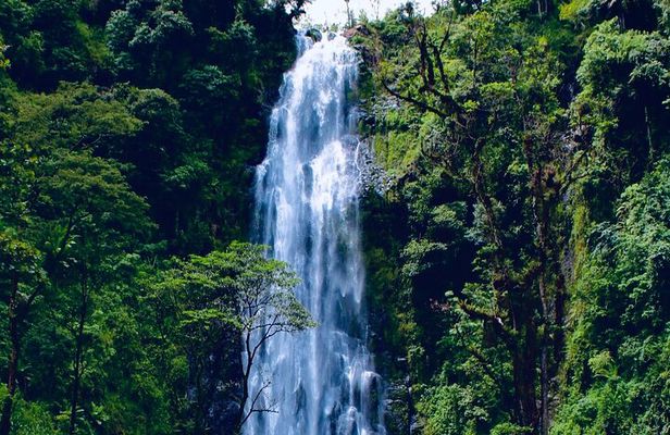 Moshi Materuni Waterfall Hike and Organic Coffee Tour