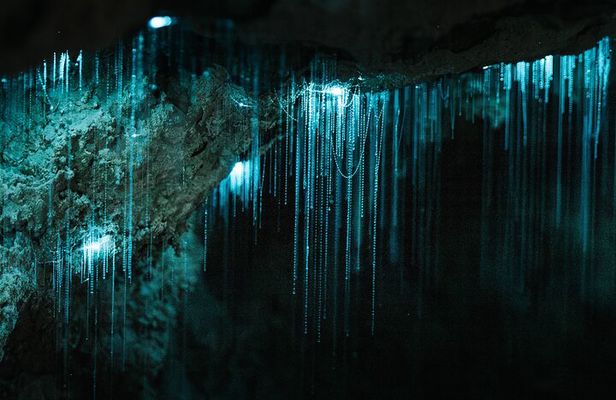 Starburst Cathedral deep inside Milky Way Glowworm Cave