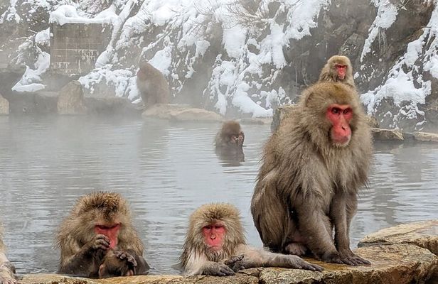 Nagano: Snow Monkeys of Jigokudani Guided Tour