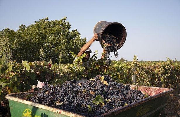 Guided tour through the vineyards with local wine tasting