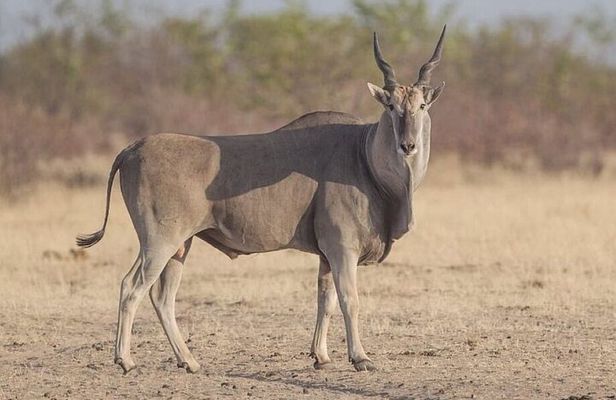 4 Days Masai Mara and lake Nakuru budget safari.