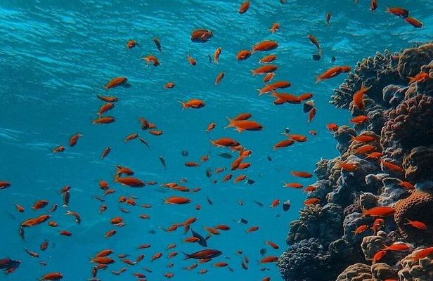 Ras Mohammed &White Island Snorkeling Cruise from Sharm El Sheikh