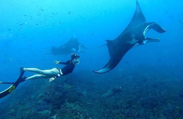 Manta Point Snorkeling Nusa Penida and West Tour include Lunch