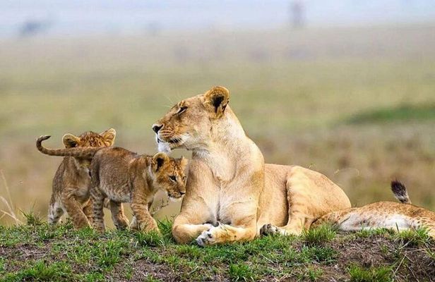 3 Days 2 Nights Masai Mara Joining Safari From Nairobi