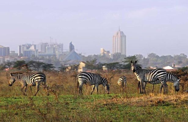 Nairobi National Park Tour- Morning Drive