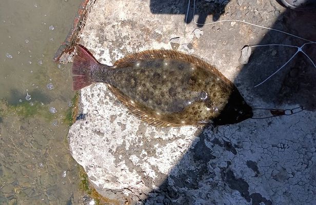 Learn to Pier Fish:: Halibut Hunt (No license Required)