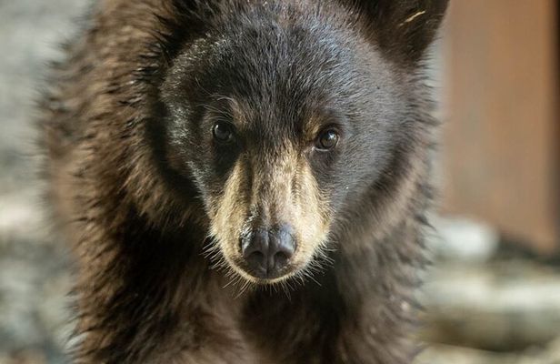 Full Day Guided Photo Tour in Yellowstone