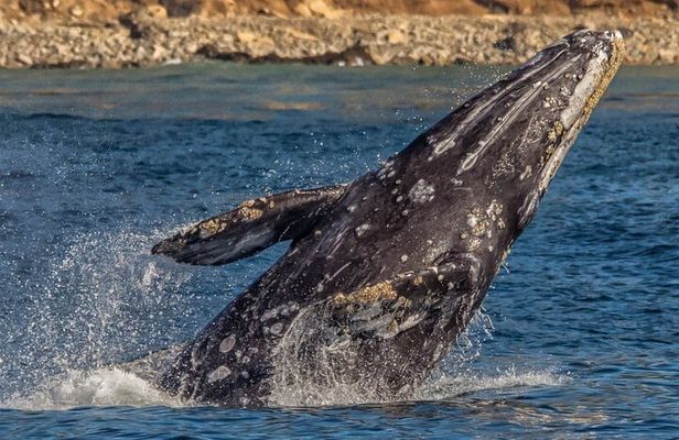 Los Angeles Whale Watching Cruise and USS Iowa Battleship Tour