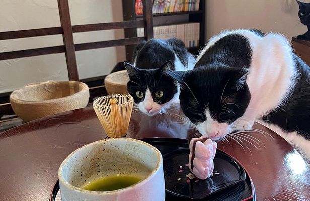 Kyoto: Private Ethical Cat Sanctuary & Tea Ceremony
