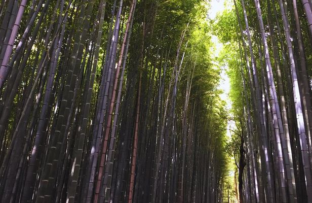 Kyoto Full-Day Tour Golden Pavilion Zen Garden and Bamboo Forest