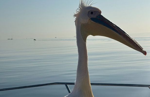 Dolphin Catamaran Cruise and Sandwich Harbour Tour
