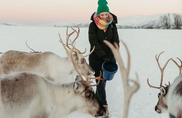 Reindeer Feeding and Sami Culture Including Lunch from Tromso