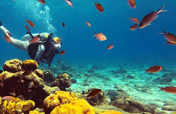 Private Diving Experience – 1 Dive
