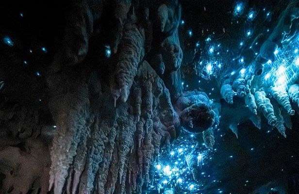 Northland Hidden Gems Glowworm Cave, Beach and Café Experience