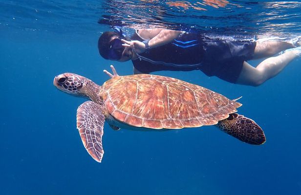 Half-Day Ishigaki Blue Cave Snorkel:Small Group&Beginner Friendly
