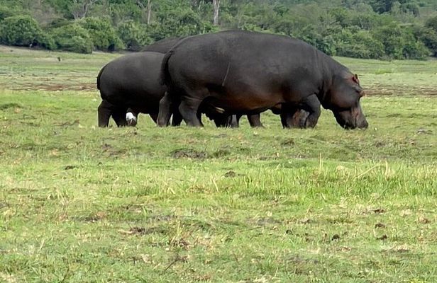 Chobe Morning Game Drive (Half-Day Safari)
