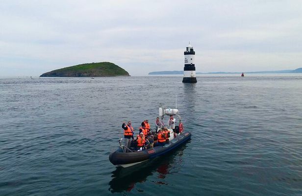 Conwy Puffin Island Wildlife Adventure