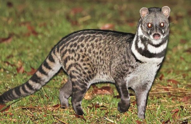 Night walk tour to see the Slender Loris and other night animals