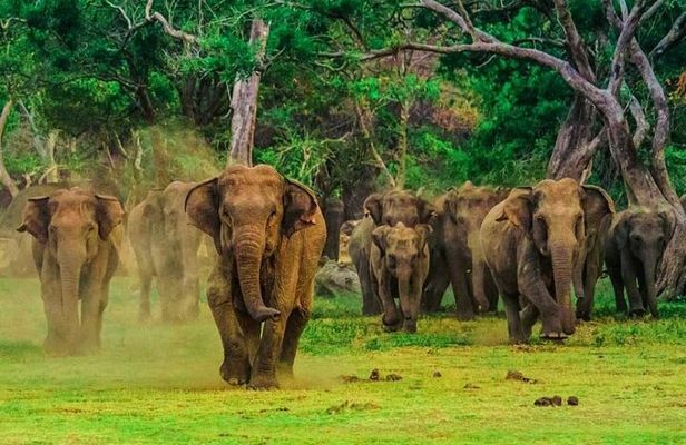 All Inclusive Udawalawe & Elephant Transit Home Private Safari
