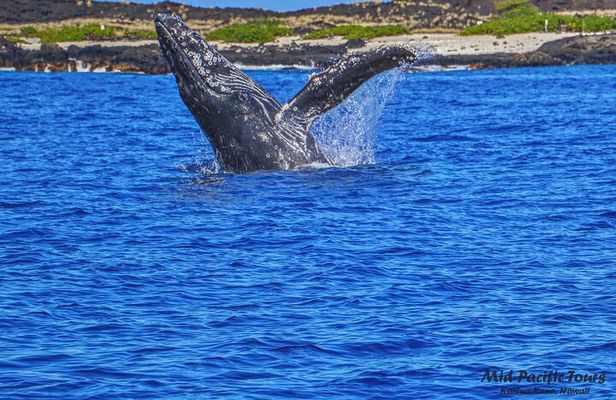 Kailua Kona Whale Watching Boat Tour Experience