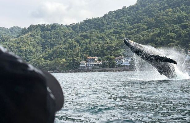 Private Tour 3 Hours of Whale Watching 
