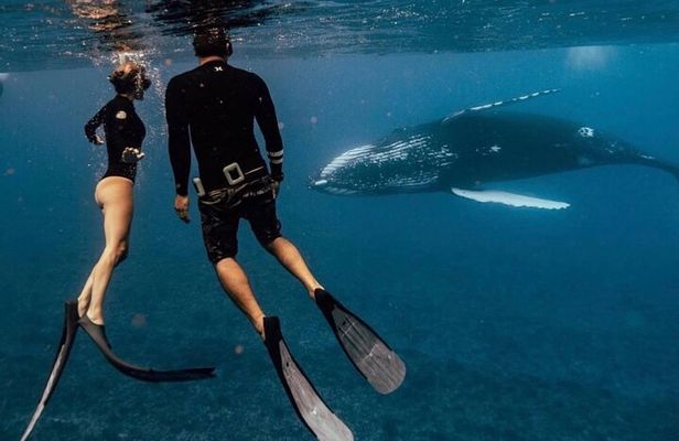 Swim with Whales Guaranteed - Small Groups, Photography Included