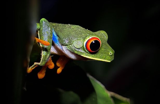 Night Tour at Bijagua Hidden Gems