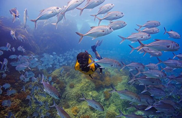 Cano Island Snorkeling Tour From Uvita