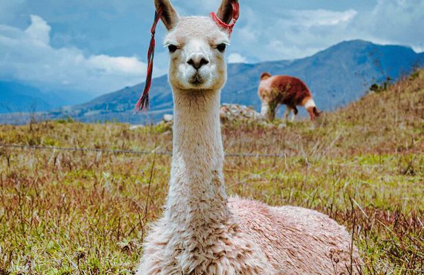 Sacred Valley VIP The Complete Inca Heritage Experience