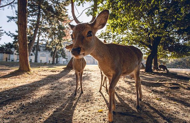 Nara and Kyoto Private Tour from Osaka