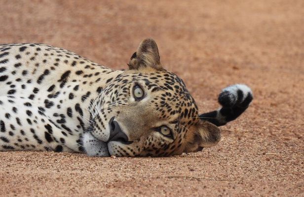 Yala National Park Full Day Safari - Ceylon Safari Tours