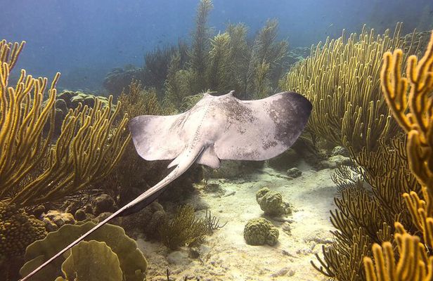 Discover Scuba Diving