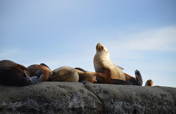 Puerto Madryn City Tour and Punta Loma Sea Lion Reserve