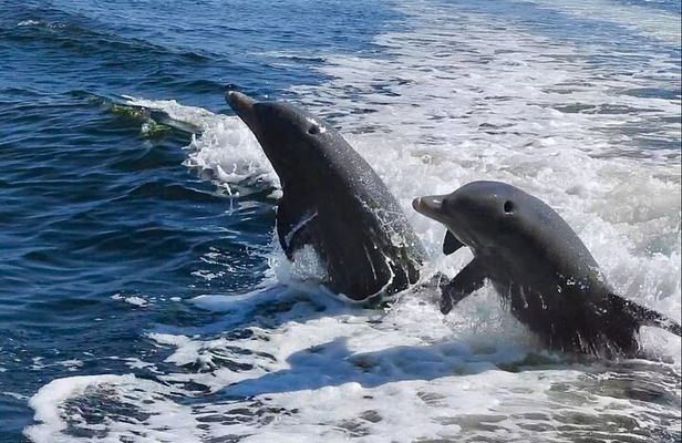 Anna Maria Island Dolphins & Beginners Snorkeling Adventure 3hrs