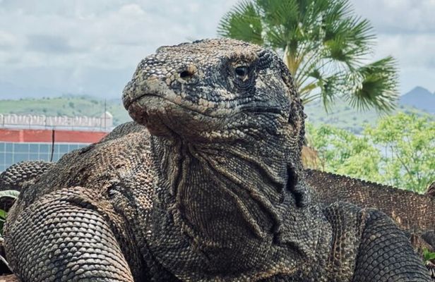 Komodo Island Shore Excursion for Cruise Ship Passengers