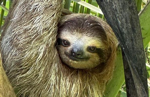 Puerto Viejo Amazing Sloth Watching Tour 