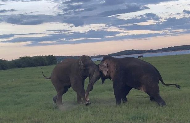 From Kandy: Minneriya Wildlife Safari and Heritage Day Tour