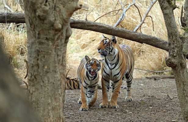 Private 4-Day New Delhi Tour with Transportation by Car