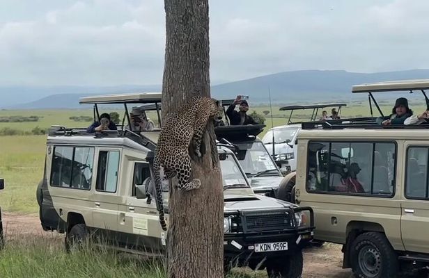 3 Day Maasai Mara Group Joining Safari With Guided Tour