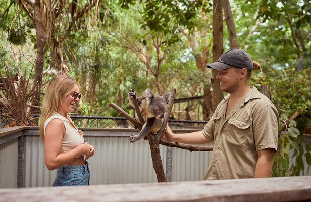Koala and Wildlife Park Discover Magnetic Islands Native Animals