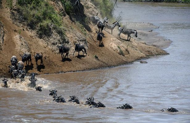 3 Day Masai Mara National Reserve Safari Mid Range