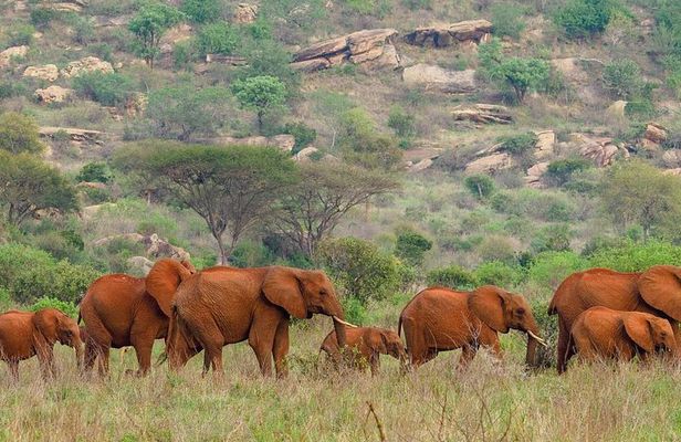 Day Tour Experience to Tsavo East National Park